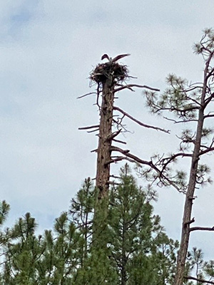 nest