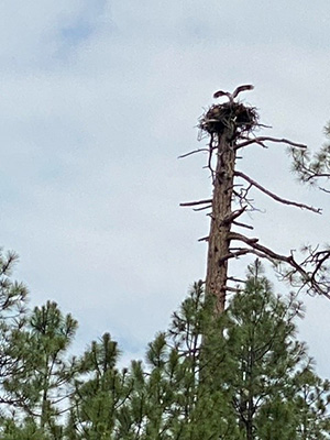 nest