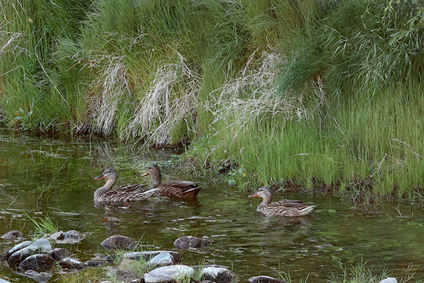 ducks