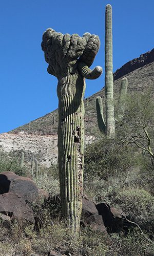 cactus