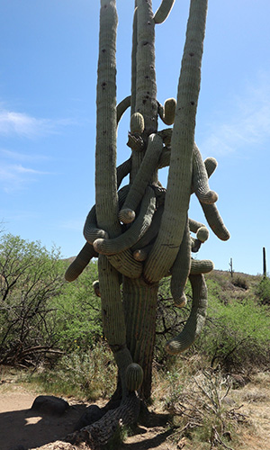 cactus