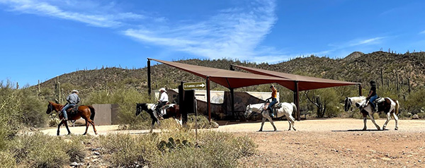 horses