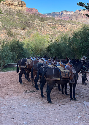 Mule