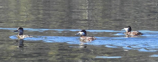 ducks