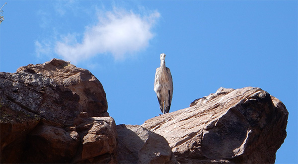 bird