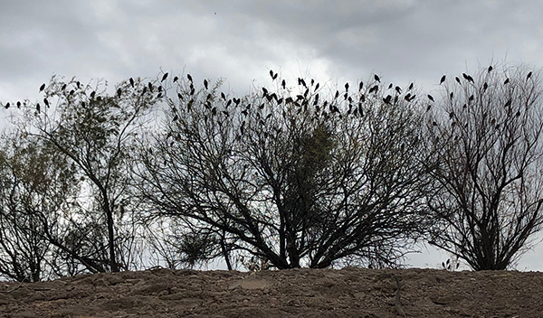 birds