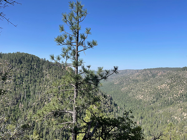 view