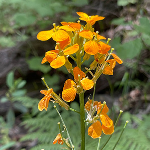 orange