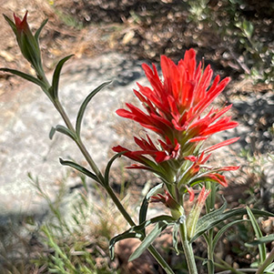 red