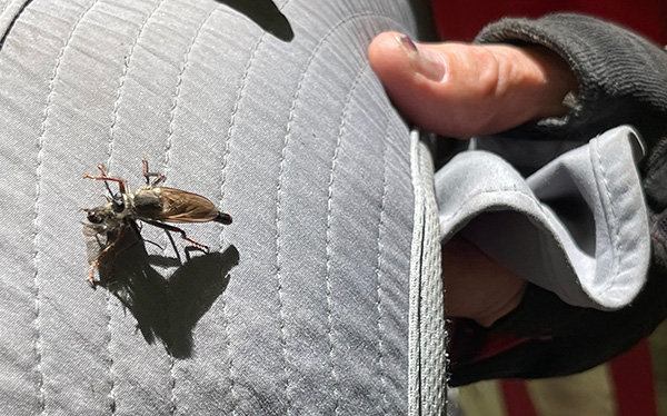 bugs