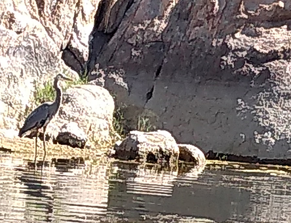 bird