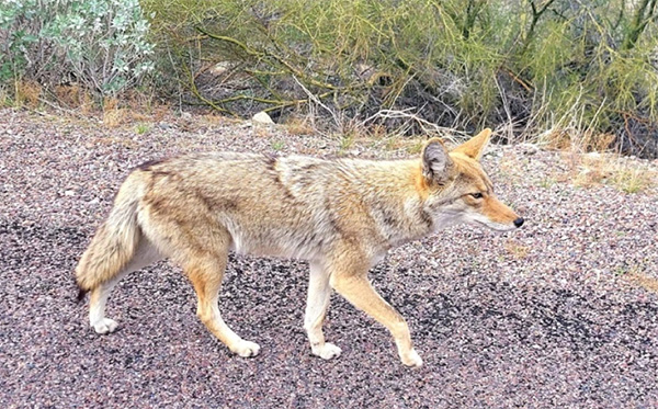 coyote