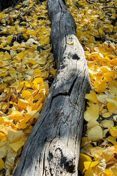 Log