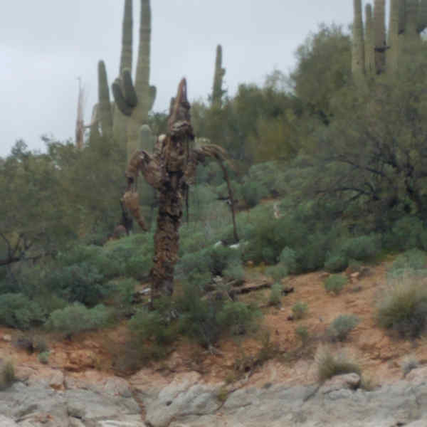 Saguaro