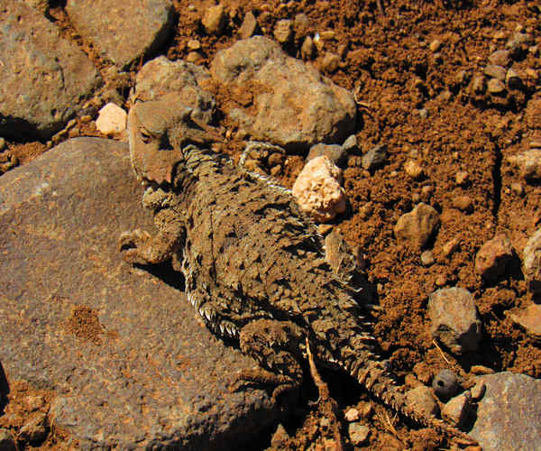Toad