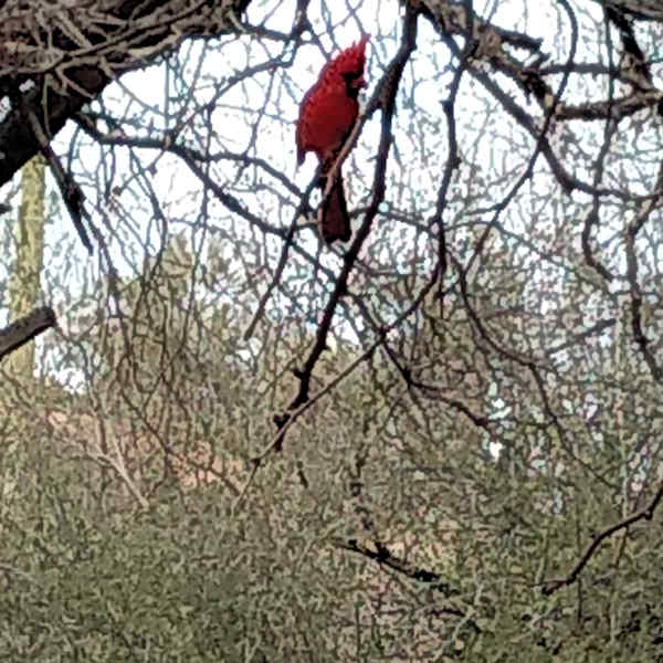 Cardinal