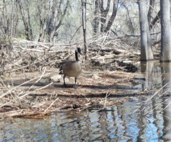 Geese