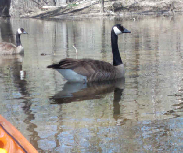 Pair