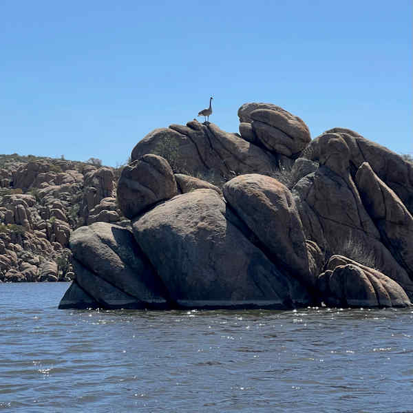 Goose
