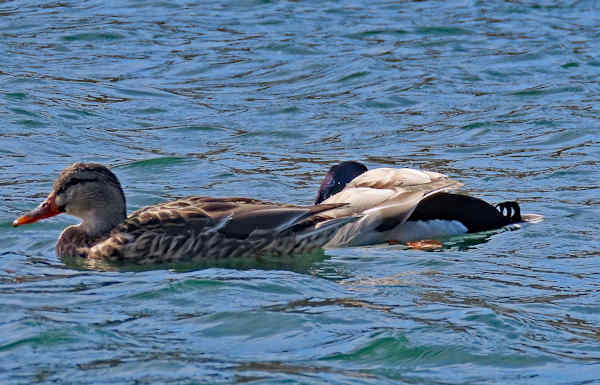 Duck