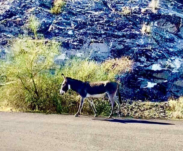 Burro