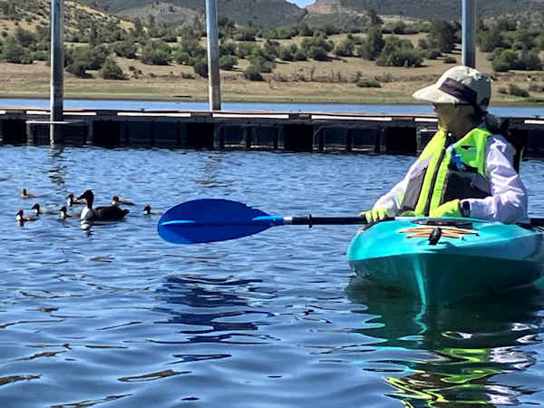 Duck