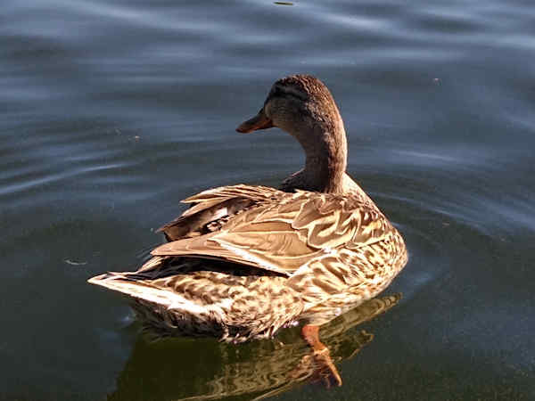 Mallard