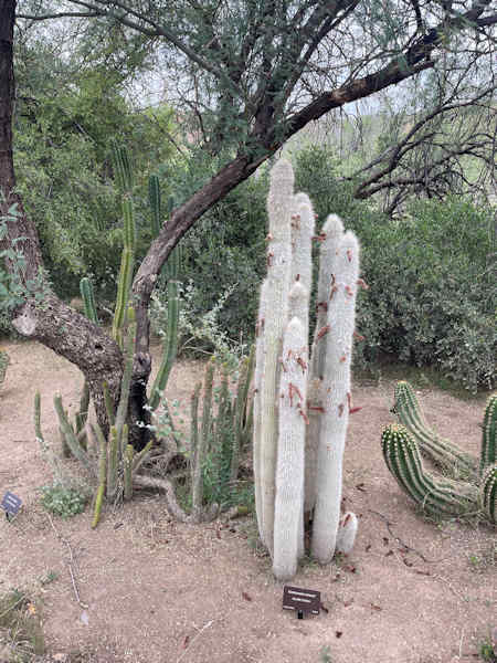 BT16