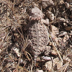 lizard