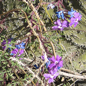 IMG_3715_518
