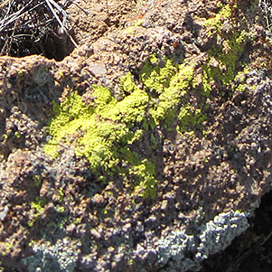 lichen