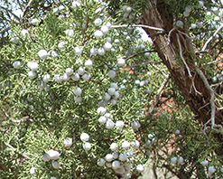 Juniper