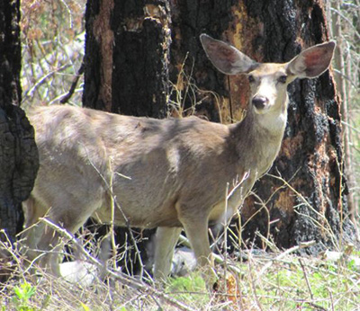 deer