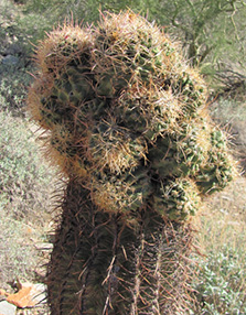 i1_clump