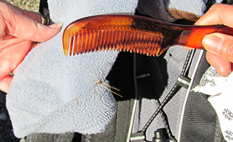 cholla_comb