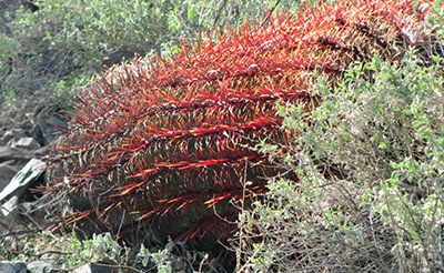 redneedles