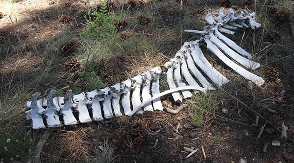 Bones_Quy