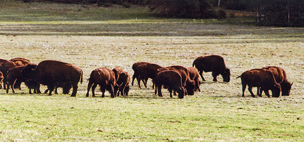 Buffalo_CP