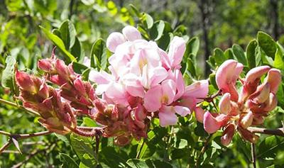 Flowers1_Quy