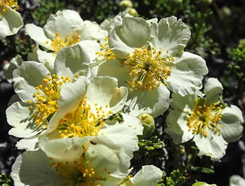 Flowers2_Quy