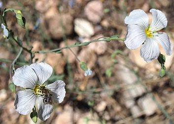 Flowers3_Quy