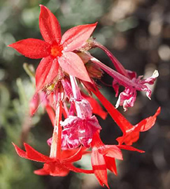 Flowers5_Quy