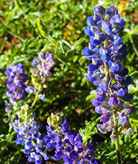 Flowers6_Quy