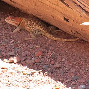 Lizard_Cyd