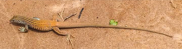 Lizard_Quy