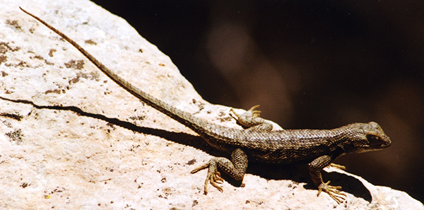 lizard_CP