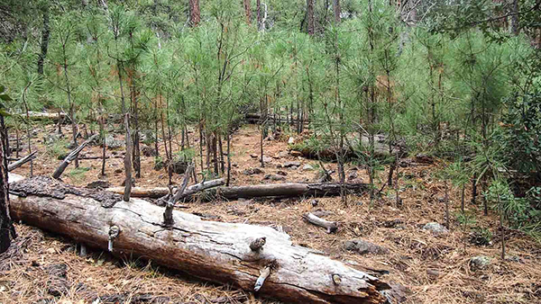 Trees_Quy