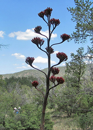 agave
