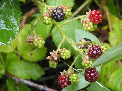 berries