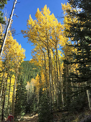 trees